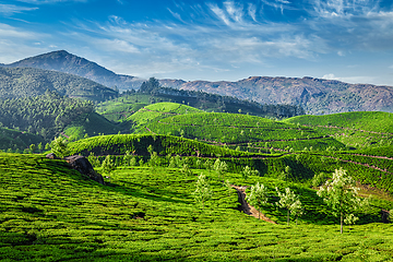 Image showing Tea plantations, Munnar, Kerala state, India