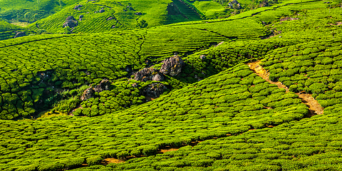 Image showing Green tea plantations in Munnar, Kerala, India