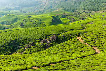 Image showing Green tea plantations in Munnar, Kerala, India