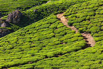 Image showing Green tea plantations in Munnar, Kerala, India