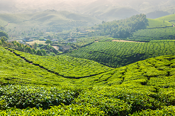 Image showing Green tea plantations in Munnar, Kerala, India