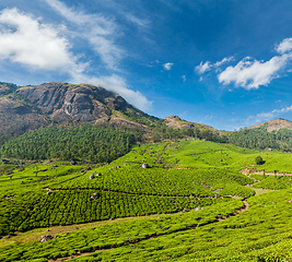 Image showing Green tea plantations in Munnar, Kerala, India