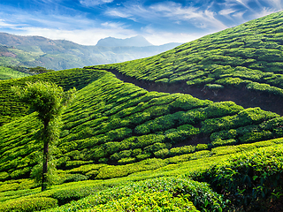 Image showing Tea plantations, Munnar, Kerala state, India