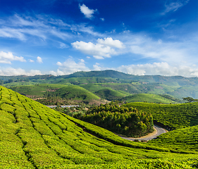 Image showing Green tea plantations in Munnar, Kerala, India