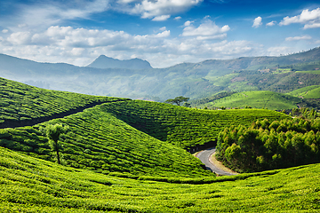 Image showing Tea plantations, Munnar, Kerala state, India