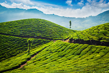Image showing Tea plantations. Munnar, Kerala