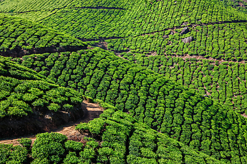 Image showing Tea plantations in India