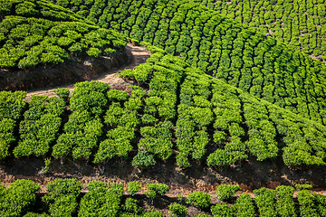 Image showing Green tea plantations in Munnar, Kerala, India