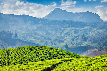 Image showing Tea plantations, Munnar, Kerala state, India