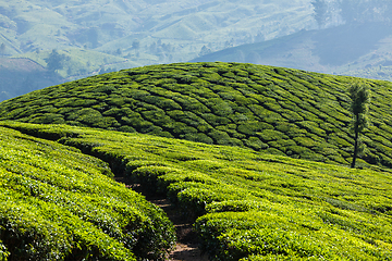 Image showing Green tea plantations in Munnar, Kerala, India