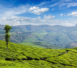 Image showing Green tea plantations in Munnar, Kerala, India