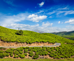 Image showing Green tea plantations in Munnar, Kerala, India