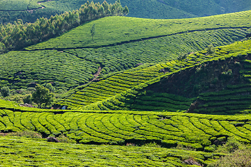 Image showing Green tea plantations in Munnar, Kerala, India