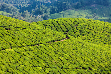 Image showing Green tea plantations in Munnar, Kerala, India