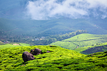 Image showing Green tea plantations in Munnar, Kerala, India