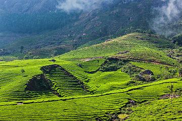 Image showing Green tea plantations in Munnar, Kerala, India