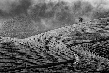 Image showing Green tea plantations in Munnar, Kerala, India