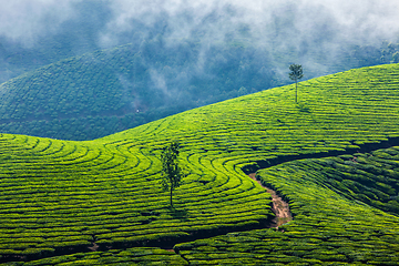 Image showing Green tea plantations in Munnar, Kerala, India