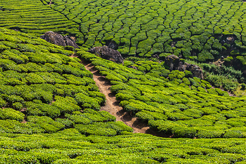 Image showing Green tea plantations in Munnar, Kerala, India