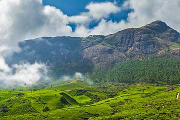 Image showing Green tea plantations in Munnar, Kerala, India