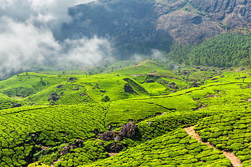 Image showing Tea plantations, Munnar, Kerala state, India