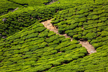 Image showing Green tea plantations in Munnar, Kerala, India