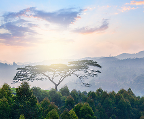 Image showing Lonely tree on sunrise in hills