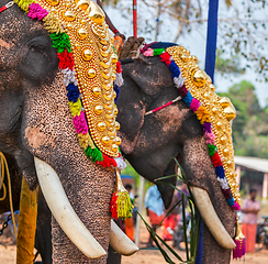 Image showing Decorated elephants in Hindu temple at festival