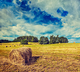 Image showing Hay bales on field