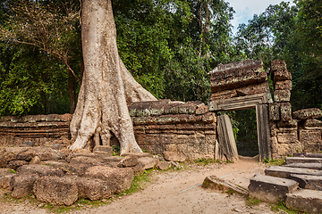 Image showing Ancient ruins and tree roots, Ta Prohm temple, Angkor, Cambodia