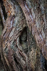 Image showing Ancient statue covered under tree roots, Ta Prohm temple, Angkor