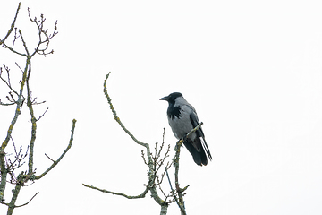 Image showing Hooded Crow in Sussex