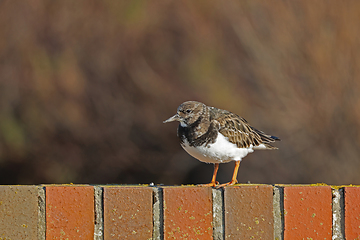 Image showing Turnstone on Sea Wall Facing Left