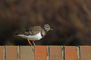 Image showing Turnstone Walking on Sea Wall Facing Right