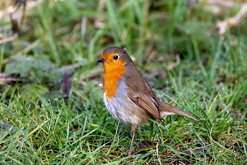 Image showing European Robin