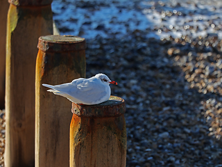 Image showing Mediterranean Gull at Selsey