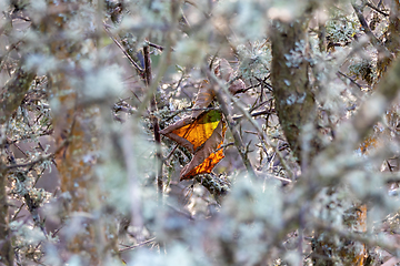 Image showing Autumn Leaf through Bramble