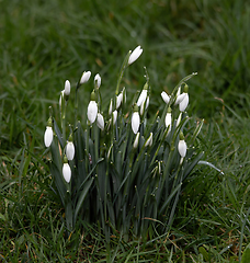 Image showing Snowdrops Waiting for the Sun