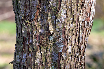 Image showing Bark on Tree Trunk