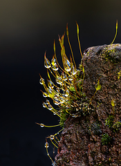 Image showing Moss and Raindrops