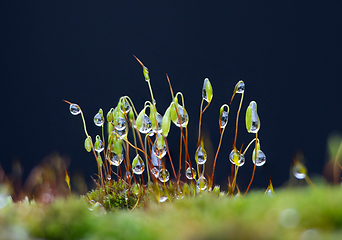 Image showing Moss and Raindrops