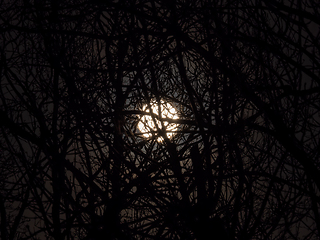 Image showing Full Moon and Silhouetted Trees