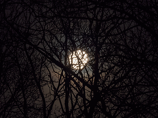 Image showing Full Moon Through Silhouetted Trees