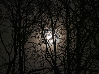 Image showing Full Moon with Hazy Clouds Through Trees