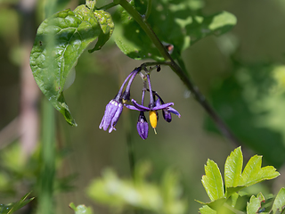 Image showing Bittersweet Flowers 