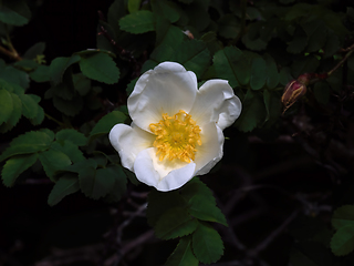 Image showing Dog Rose in Bloom