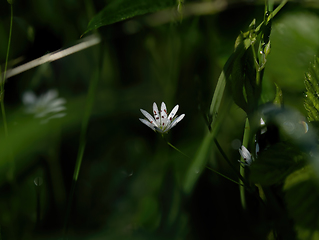 Image showing Lesser Stitchwort in Flower