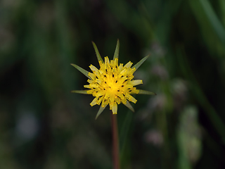 Image showing Yellow Salsify in Flower