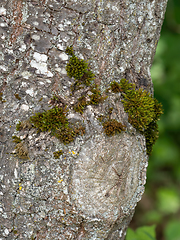 Image showing Moss Growing on Tree Bark