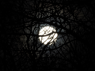 Image showing Full Moon Through Trees